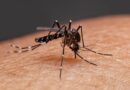 Qué puedo hacer para evitar y controlar el Dengue y su mosquito transmisor