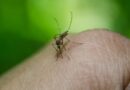 El fracaso del control del Dengue en Nicaragua
